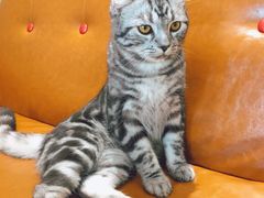 -藏猫猫咖啡主题馆(中央大道店)