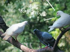 -西园寺