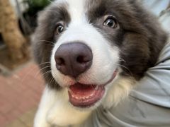 -趣玩宠物乐园寄养训犬训狗游泳池