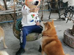 -柴犬高等学院·狗咖·柴犬售卖·宠物训练