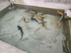 -向外鱼乐·土菜·虹鳟鱼
