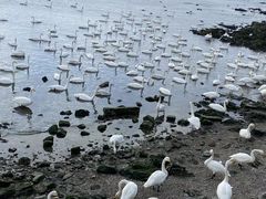 -烟墩角天鹅湖