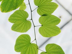 -国家植物园