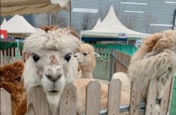 -萌宠亲子动物乐园(槐房万达店)