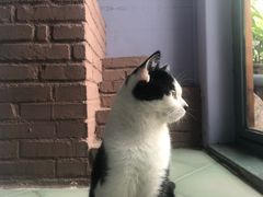 -喵屿·大理花园猫咖