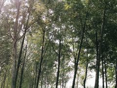 -东郊湿地公园