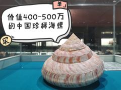 -青岛贝壳博物馆