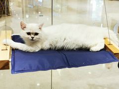 -momokira米努特·德文卷毛猫·棉花面纱犬