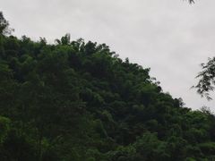 -芦沟竹海