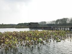 -溱湖国家湿地公园