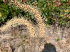 -安飞驰驾校·学车连锁(金高店)