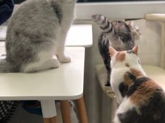 -喵的天空名猫咖啡馆·撸猫·猫舍·用品