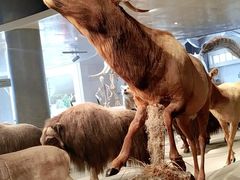 -自然博物馆新馆2楼餐厅