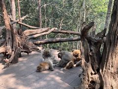 -普洱太阳河森林公园