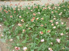 android_upload_pic-洛阳郁金香牡丹园