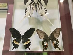 -上海昆虫博物馆