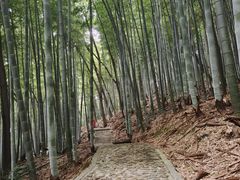 -上海佘山国家森林公园天马山园