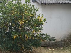 -石塘人家