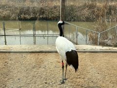 -盐城丹顶鹤湿地生态旅游区