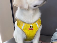 -瑞派伍一宠物医院·眼科·骨科·猫科转诊中心(马王堆院)