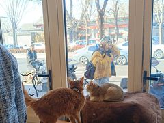 -猫小院猫主题餐厅(南锣旗舰店)