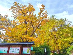 -青岛崂山太清宫