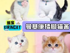 -麒麟缅因猫舍·十五年缅因猫选购中心