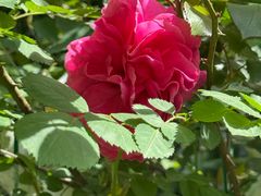 -昆山城市生态森林公园