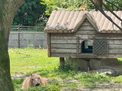 -上海野生动物园