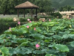 -静之湖湖畔餐厅