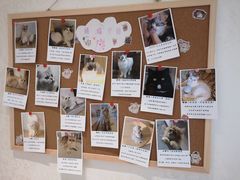 -猫腻·猫咖·撸猫馆(星光大道店)