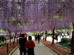 -嘉定紫藤园