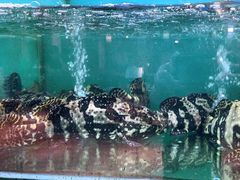 -南海渔家•海鲜•正宗海南菜(海棠湾店)