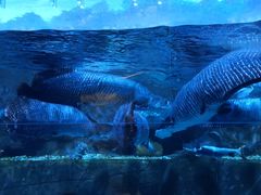 -成都浩海立方海洋公园