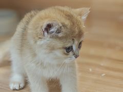 -猫十亿·布偶金渐层·曼基康矮脚猫舍(青年路店)