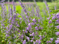 -黑龙江省森林植物园