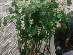 -白氏兄弟烧烤(尹家沟店)