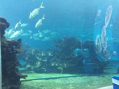 -海棠湾洲际-涛·海底餐厅·美人鱼·自助餐·海底隧道