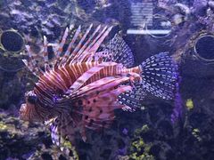 -太平洋海底世界