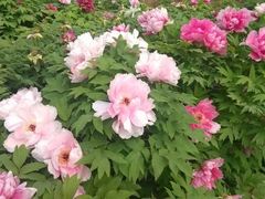 android_upload_pic-西苑公园