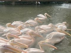 -广州长隆飞鸟乐园