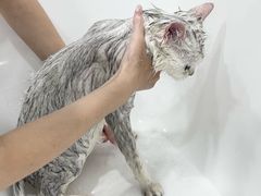 -爱洗澡的猫(天河路店)