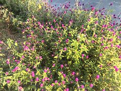 -广西壮族自治区药用植物园
