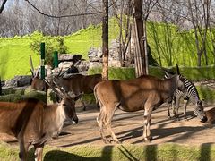 -北京野生动物园