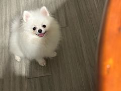 -唐小姐の私宠·宠物洗护美容·撸猫馆·购宠(周浦万达旗舰店)