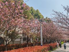 -高东镇樱花园