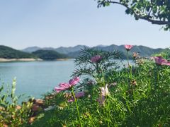 -望湖烤鱼
