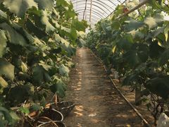 -马陆小张葡萄园农家乐