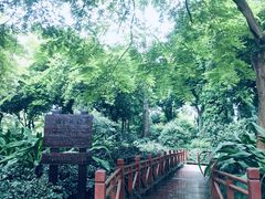 -金花茶公园