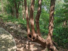 -上海佘山国家森林公园天马山园